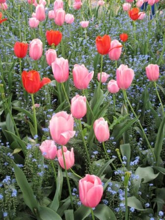 MV Tulips for Directions